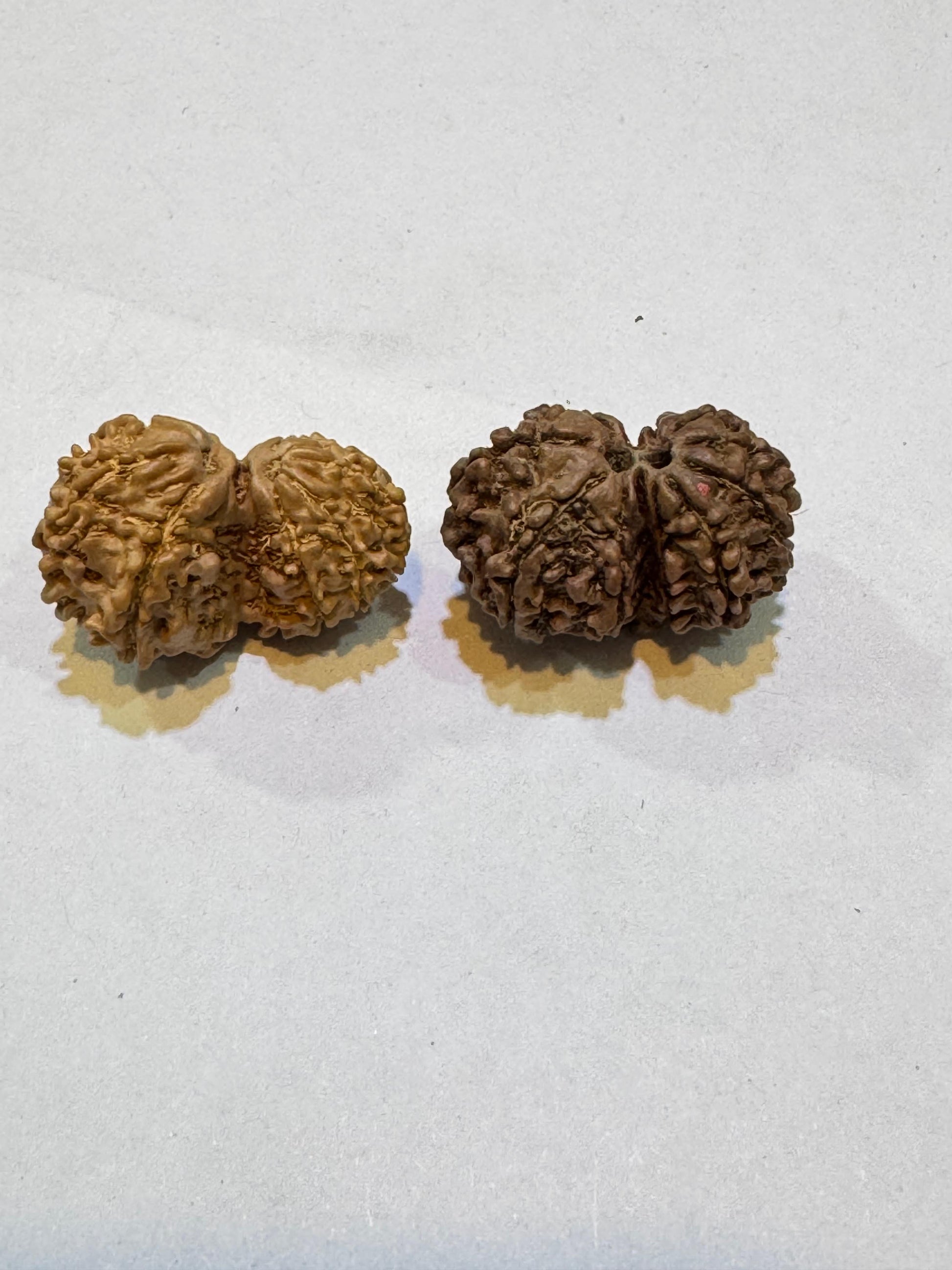 Original Gauri Shankar Rudraksha 25–28mm – Natural & Certified Bead for Harmony, Love & Spiritual Growth**