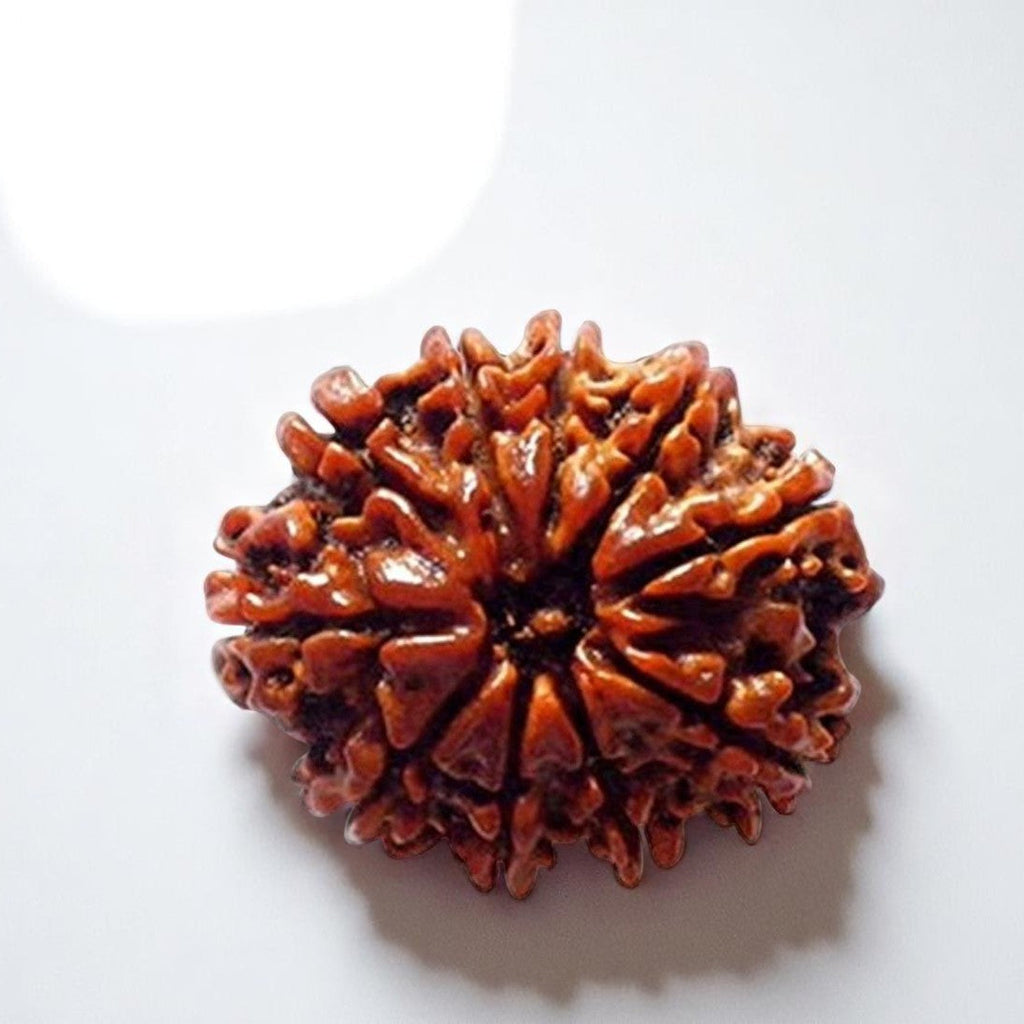 Original 10 Mukhi Rudraksha – Empowered Bead of Lord Vishnu for Protection & Success