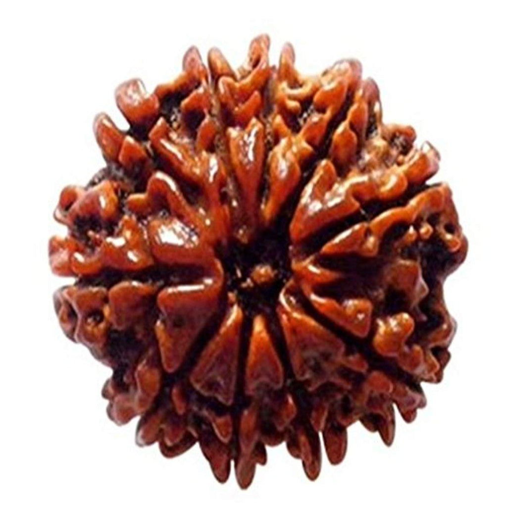 Original 10 Mukhi Rudraksha – Empowered Bead of Lord Vishnu for Protection & Success